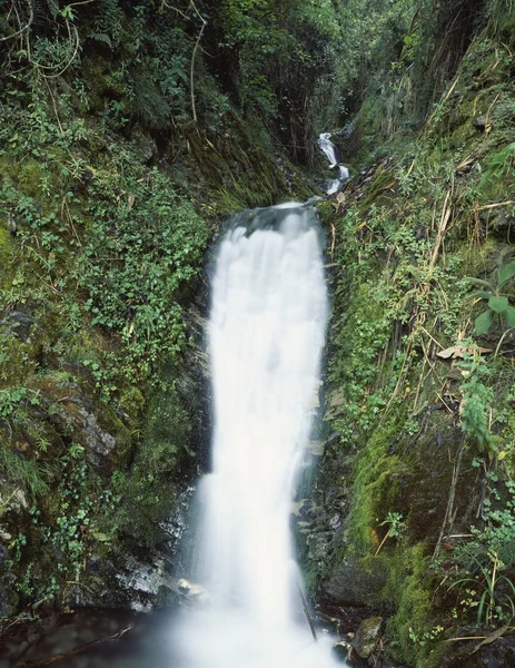 Cascada apresurada en bosque nuboso andino, Ecuador, América del Sur — Foto de Stock
