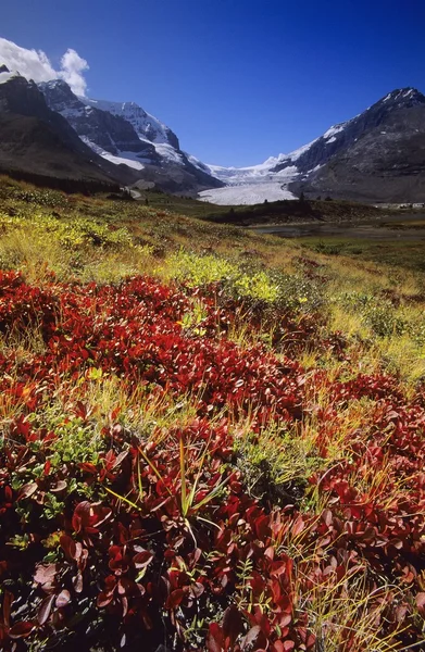 Campos de gelo de Columbia, Parque Nacional de Banff — Fotografia de Stock