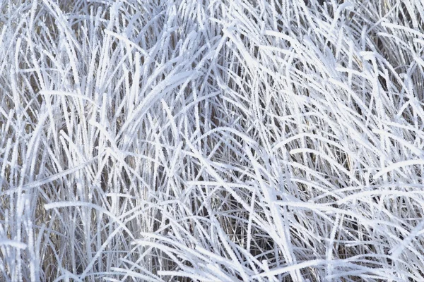 草に霜 — ストック写真