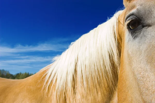 Närbild av hästens ansikte — Stockfoto