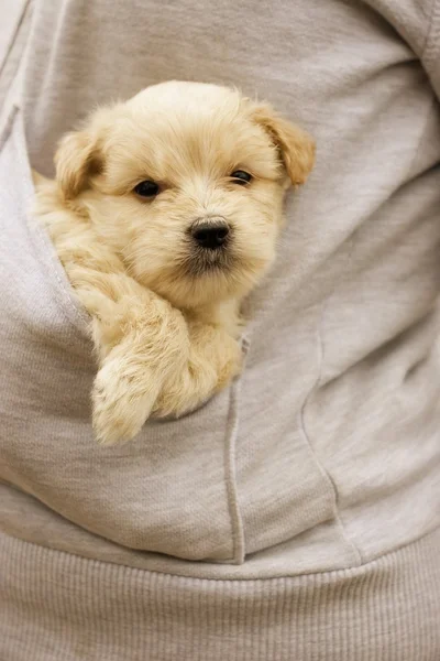 Cebinde bir köpek yavrusu. — Stok fotoğraf