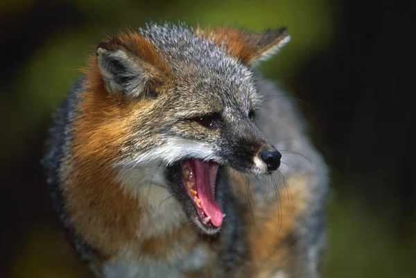 Portrait Of Gray Fox Barking — Stock Photo, Image