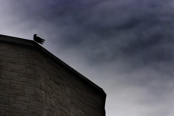 Spät in der Nacht ein Vogel — Stockfoto