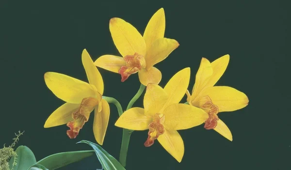 Sarı orkide — Stok fotoğraf