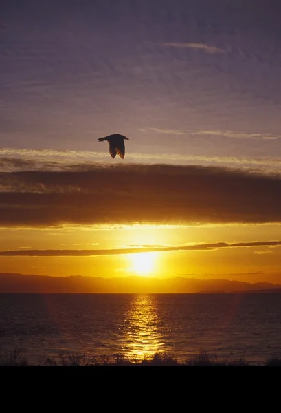 En fugl flyver solo gennem en solnedgang - Stock-foto