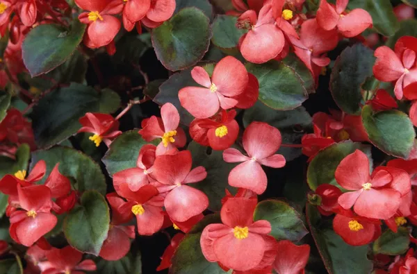 Flowering Begonia — Stock Photo, Image