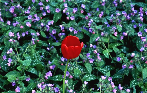 Una flor de tulipán y planta de cubierta de tierra —  Fotos de Stock