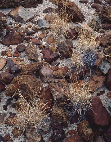 Камни и трава — стоковое фото