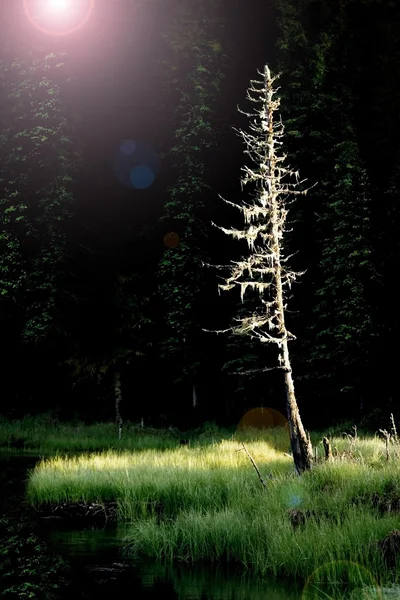 Un arbre mort près d'un étang — Photo