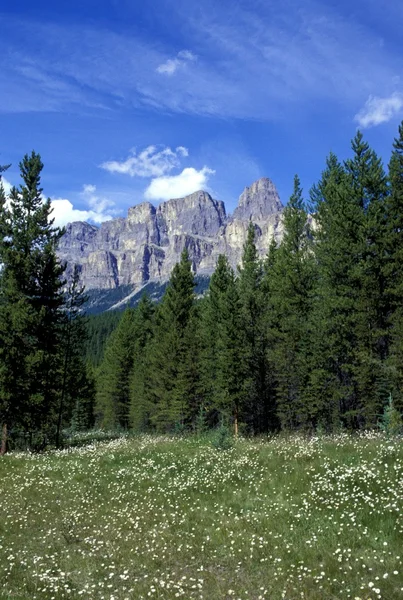 Paisajes de montaña y prado alpino — Foto de Stock