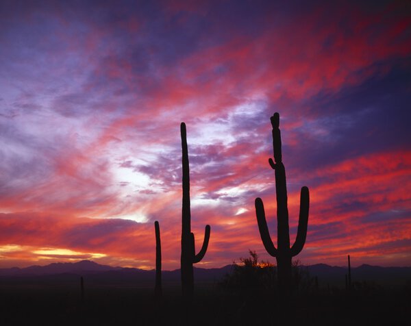 Силуэт кактуса в закатном небе
