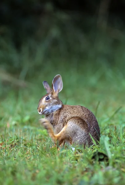 Lapin De Coton Dans L'herbe, Grattage . — Photo