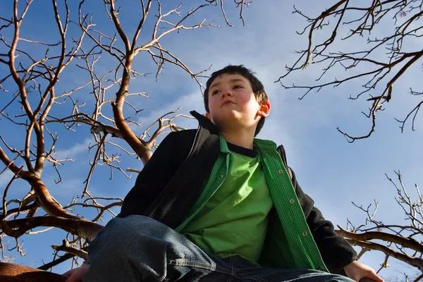 Junge im Baum — Stockfoto