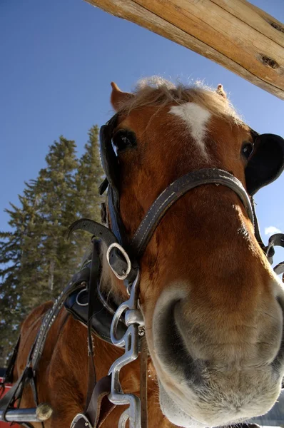 Um cavalo de transporte no inverno — Fotografia de Stock