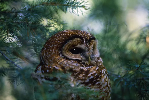 Mexikanska fläckiga ugglor i träd — Stockfoto