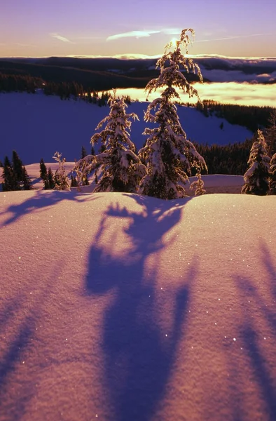 Růžové a fialové východ slunce stíny sněhem pokryté stromy, kaskády — Stock fotografie
