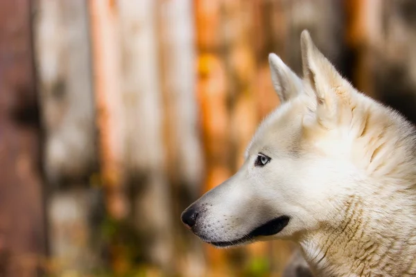 Profilo di A Blue-Eyed Dog — Foto Stock