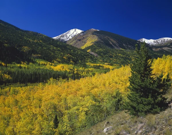 Aspen bomen in de herfst van kleur, rocky mountains, san isabel national forest — Stockfoto
