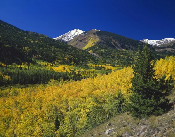 Árboles de Aspen en Color Otoño, Montañas Rocosas, Bosque Nacional San Isabel —  Fotos de Stock