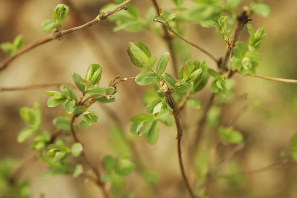 对一种植物的新增长 — 图库照片