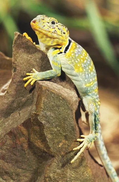 Lagarto de collar —  Fotos de Stock