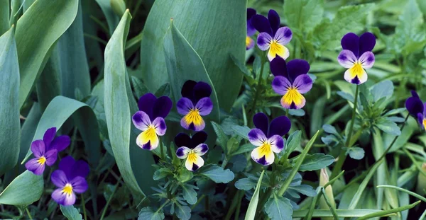 Miniaturní violy — Stock fotografie