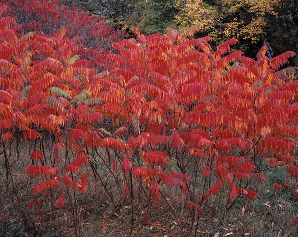 Staghorn Sumac en couleur automne — Photo