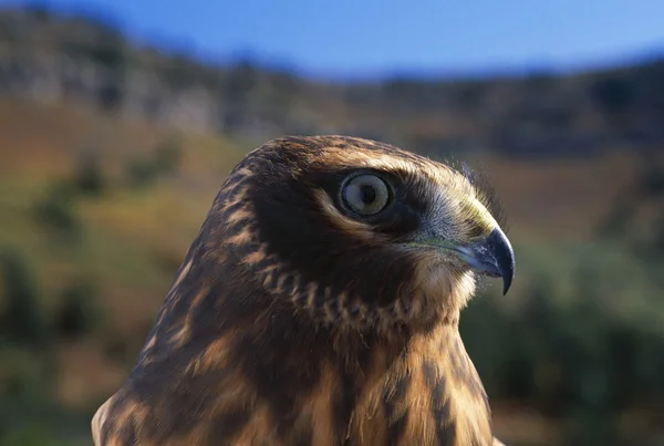 Blauwe kiekendief raptor. — Stockfoto