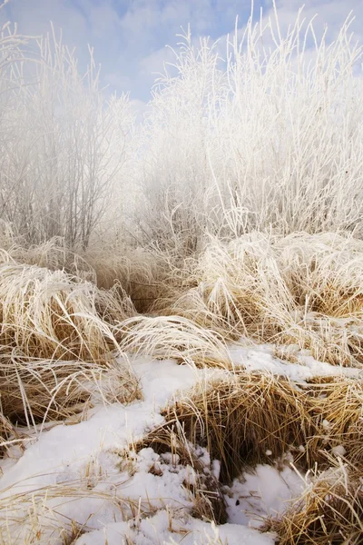 Ледяная трава — стоковое фото
