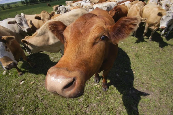 Una manada de ganado —  Fotos de Stock