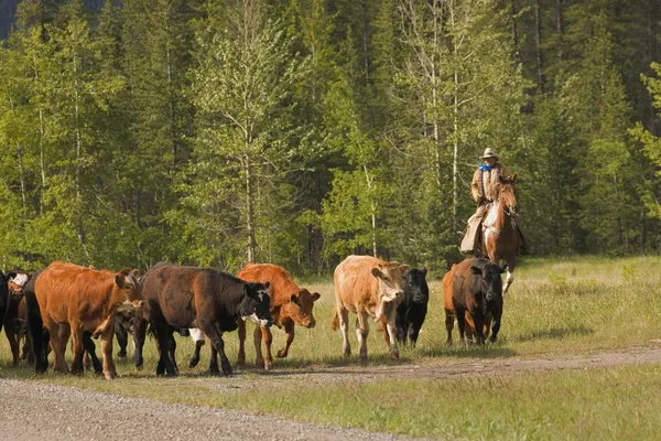 Ranchägare vallning boskap — Stockfoto