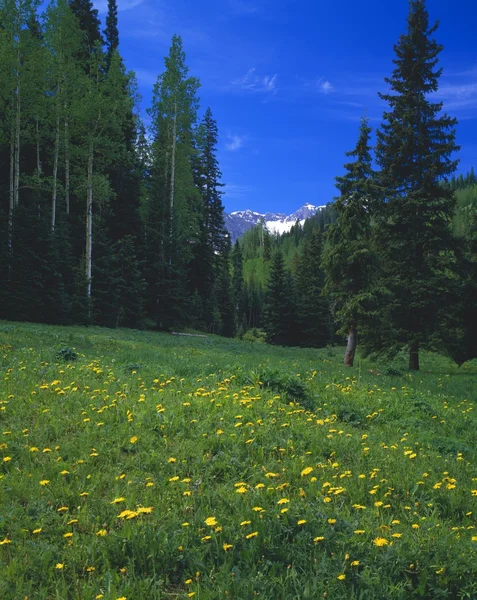 Dağ çayır çiçek açan dandelions, uncompaghre Ulusal Ormanı ile — Stok fotoğraf