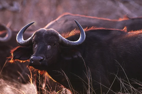 Cape buffalo