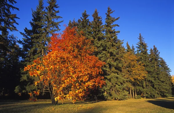 Fall Colour On Trees — Stock Photo, Image