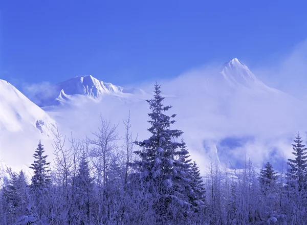 Verse sneeuw op bos met mist opheffing van besneeuwde bergen, portage vallei, chugach mountains — Stockfoto
