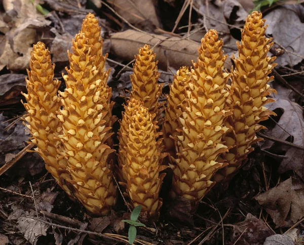 Primer plano de Squawroot, también conocido como raíz de cáncer, Parque Nacional Great Smoky Mountains —  Fotos de Stock