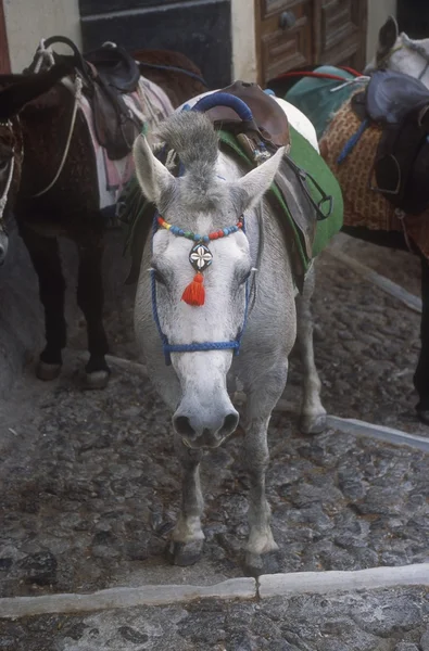 Donkey — Stock Photo, Image