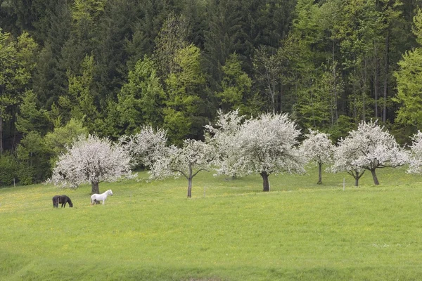 Hästar betar av äppelträd i blom i bayerska landskapet — Stockfoto