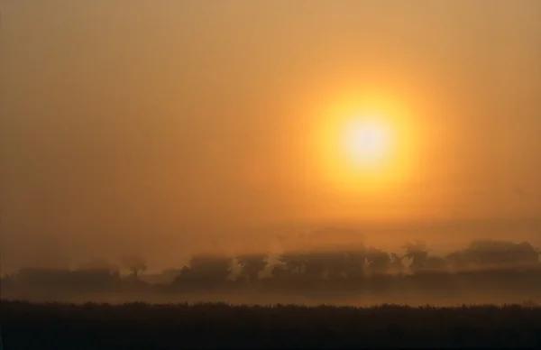 Vroege ochtend gouden nevel — Stockfoto