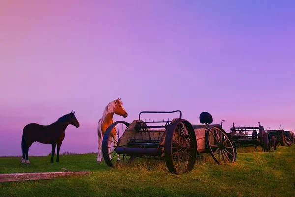 Horses Beside Broken Carriages — Stock Photo, Image