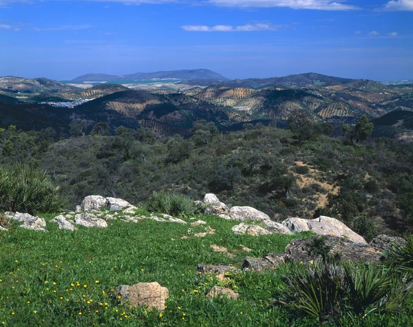 Rolling Hills com olivais, região da Andaluzia — Fotografia de Stock