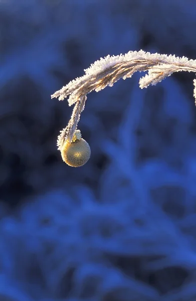 Eine Weihnachtsdekoration — Stockfoto