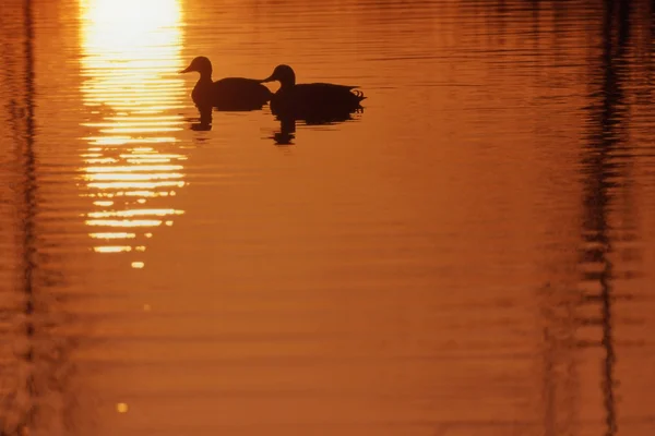 Dos patos en el agua — Foto de Stock