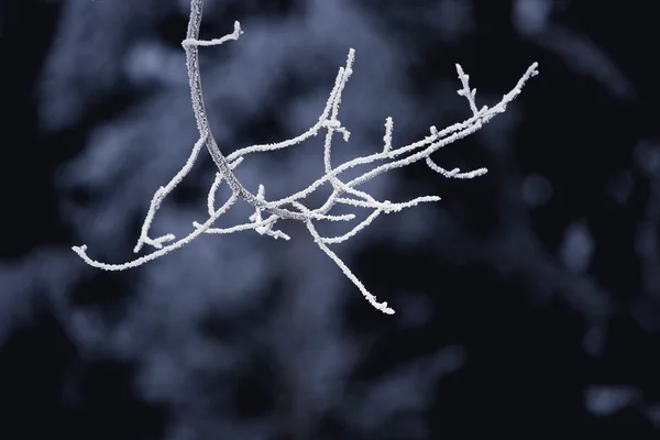 A Frosty Twig — Stock Photo, Image