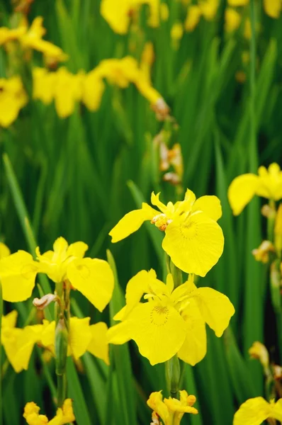 Daffodil Garden — Stock Photo, Image