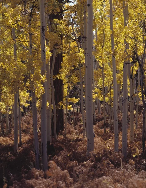 Osika drzewa jesienią — Zdjęcie stockowe