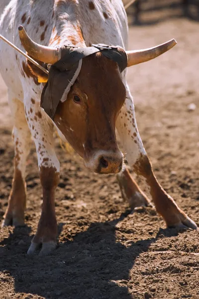 Slaňování dlouhorohý dobytek rančer — Stock fotografie