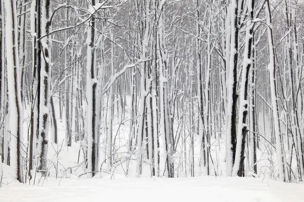 Snö landskap — Stockfoto