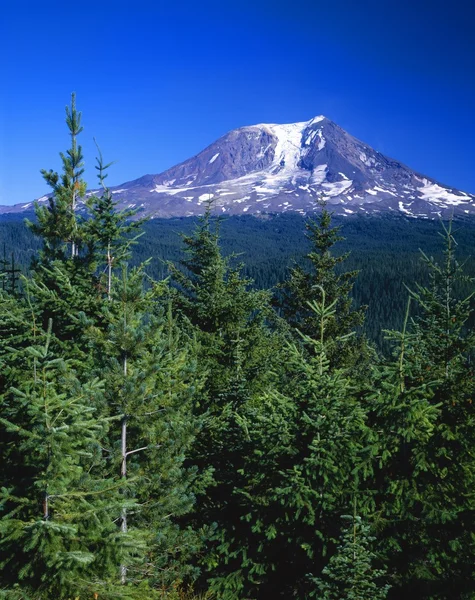 Mount adams, gifford pinchot národní les — Stock fotografie