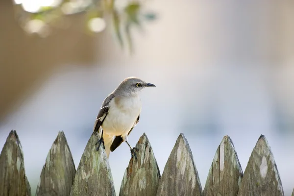 Close up van een mockingbird zittend op een hek — Stockfoto